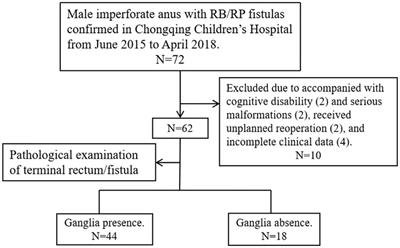 Significance of searching for ganglia in the terminal rectum/fistula of complex anorectal malformations: Related to defecation function